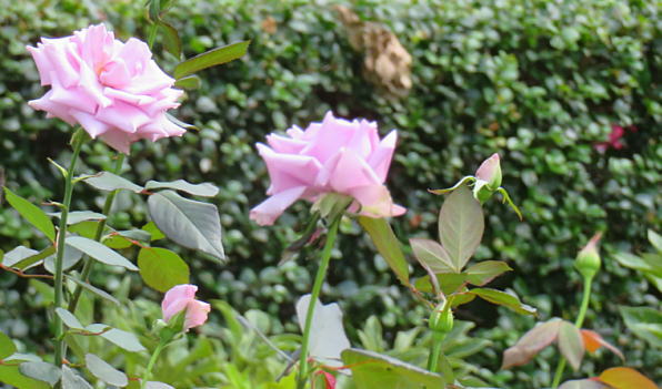 日比谷公園・第一花壇の薔薇（バラ）