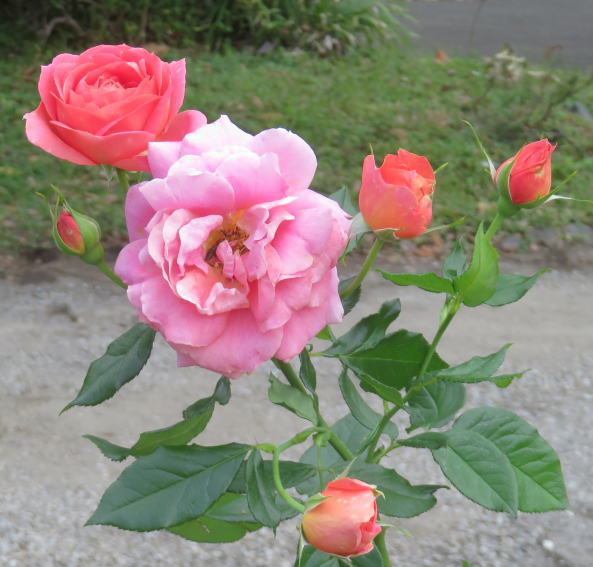 日比谷公園・第一花壇の薔薇（バラ）